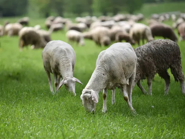 Koyun sürüsü yeşil çimlerde
