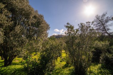 Yunan Atina ve Akropolis görüşü