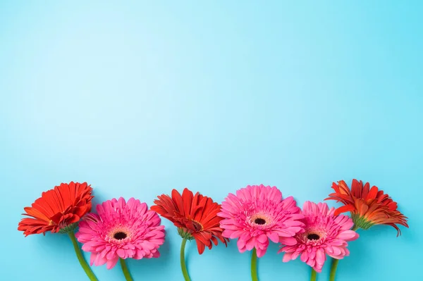 Roze Rode Gerbera Madeliefjes Bloemen Blauwe Bacjground Bovenaanzicht Vlak Lay — Stockfoto