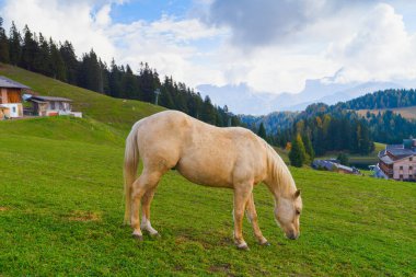 Beyaz at Dolomitlerin tepesinde güzel bir manzara, Güney Tyrol, İtalya, Avrupa