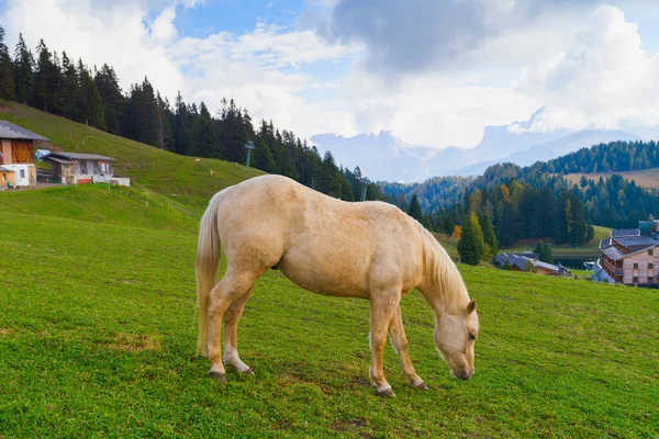 Белая Лошадь Над Доломитовыми Горами Красивый Пейзаж Южный Тироль Италия — стоковое фото