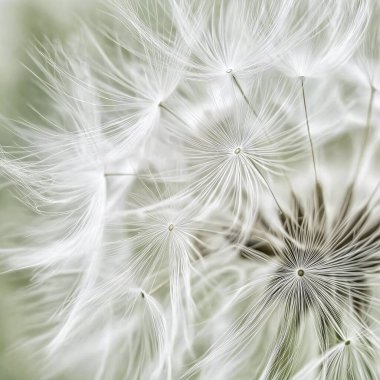 Yumuşak karahindiba tohumları esintiye yakalanıyor. İlkbaharda sakin bir ortamda güzellikleri sergiliyor..