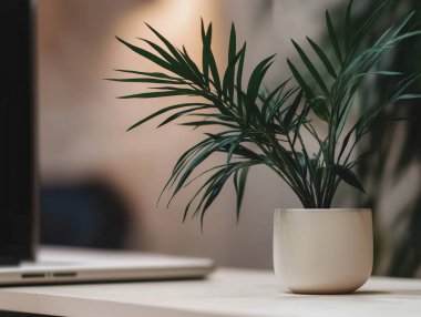 Bu çalışma alanı bir saksı bitkisi ile minimalizmi vurguluyor, video aramaları için mükemmel..