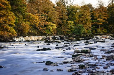 Richmond Şelalesi üzerinde canlı sonbahar renkleri, Kuzey Yorkshire