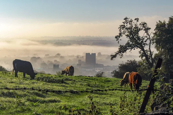 Koeien Grazen Boven Mist Bedekt Richmond North Yorkshire Richmond Castle — Stockfoto