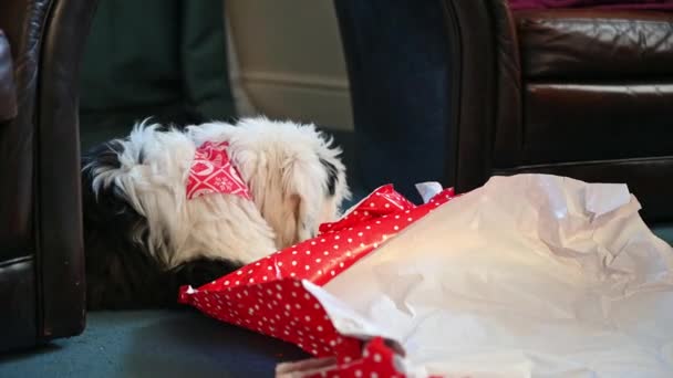 Old English Sheepdog Puppy Chews Christmas Wrapping Paper — Stock Video