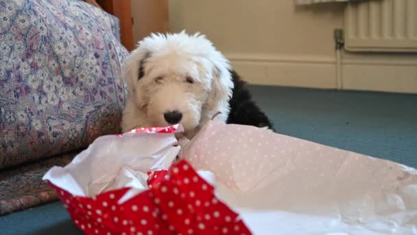 Old English Sheepdog Puppy Plays Christmas Wrapping Paper — Stock Video