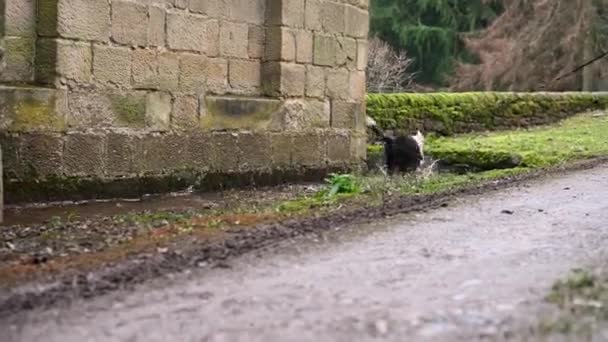 Muddy Young Old English Sheepdog Puppy Runs Plays Puddle — Stock Video