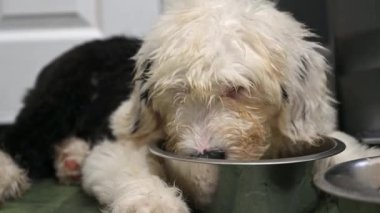 Yorgun, çamurlu, yaşlı İngiliz çoban köpeğinin yanına uzan ve su kabından iç.