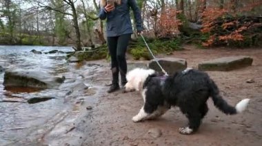 Yaşlı ürkek İngiliz çoban köpeği nehir kenarında su içmekten korkuyor.