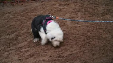 Tasmalı yaşlı İngiliz çoban köpeği kumla oynar ve kazar.