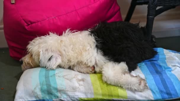 Old English Sheepdog Puppy Asleep Muddy Pillow — Stock Video