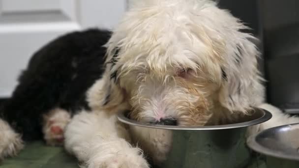 Close Tired Muddy Old English Sheepdog Puppy Lay Drinking Water — Stock Video