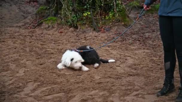 Kirli Eski Ngiliz Çoban Köpeği Tasmalı Köpek Etrafta Dolanır Kumlarda — Stok video