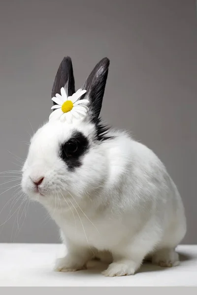 white rabbit with flower on head. Funny fluffy rabbit. Easter bunny. chamomile on the ears