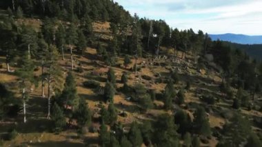 Ağaçların üzerinde alçaktan uçmak, yaz ormanı manzarası, yaz ormanı havadan çekimi. La Molina, Pireneler dağ sırası. İnsansız hava aracı çam ağaçları ve yeşil ağaçların üzerinden uçuyor. Ormanın üzerinde uçarken