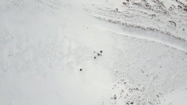 Shiba inu köpeğiyle grup insanlar kış dağına tırmanıyor, insansız hava aracı manzaralı. Kış yürüyüşçüleri geliyor, karlı dağ havası manzarasında seyahat ediyorlar. Kış sporu ve aktivitesi. Yüksek kalite 4k görüntü