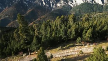 Ağaçların üzerinde alçaktan uçmak, yaz ormanı manzarası, yaz ormanı havadan çekimi. La Molina, Pireneler dağ sırası. İnsansız hava aracı çam ağaçları ve yeşil ağaçların üzerinden uçuyor. Ormanın üzerinde uçarken