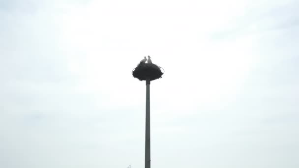 Pair Storks Sits Nest Pole Старим Містом Задньому Плані Чисте — стокове відео