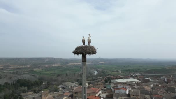 Luftaufnahmen Umkreisen Ein Storchenpaar Das Einem Nest Auf Der Pole — Stockvideo