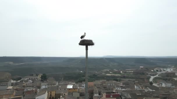 Повітряний Постріл Орбіті Пари Storks Siting Nest Pole Старим Містом — стокове відео