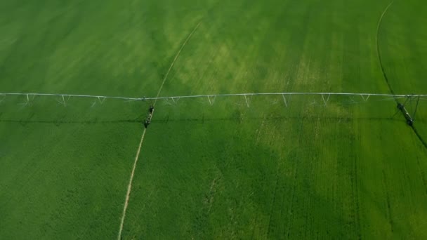 Luftaufnahme Drohnenaufnahme Des Bewässerungssystems Auf Einem Grünen Weizenfeld Hochwertiges Filmmaterial — Stockvideo