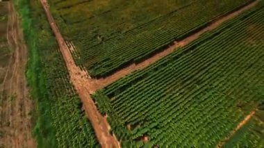 Dinamik FPV insansız hava aracı sonsuz tarlaların üzerinde çiçek açan ayçiçekleri ve zengin bir hasat ile vurdu. Güzel manzara