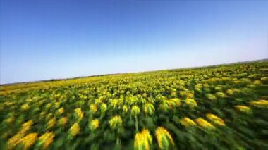 Dinamik FPV insansız hava aracı sonsuz tarlaların üzerinde çiçek açan ayçiçekleri ve zengin bir hasat ile vurdu. Güzel manzara