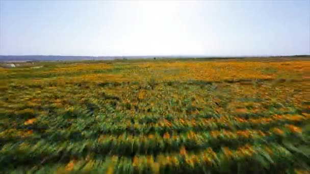 Dynamische Fpv Drone Schot Eindeloze Velden Met Bloeiende Zonnebloemen Een — Stockvideo