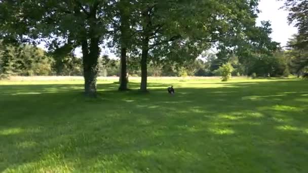 Low Drone Shot Orbiting Wild Peacock Walking Green Field Shadow — Stock Video