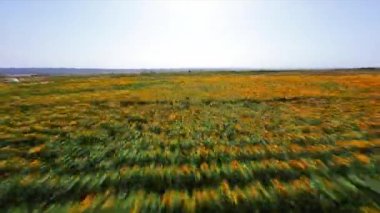 Dinamik FPV insansız hava aracı sonsuz tarlaların üzerinde çiçek açan ayçiçekleri ve zengin bir hasat ile vurdu. Güzel manzara