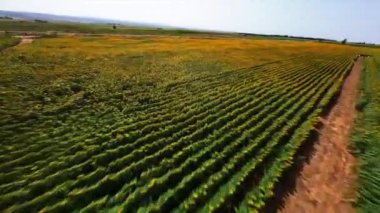 Dinamik FPV insansız hava aracı sonsuz tarlaların üzerinde çiçek açan ayçiçekleri ve zengin bir hasat ile vurdu. Güzel manzara