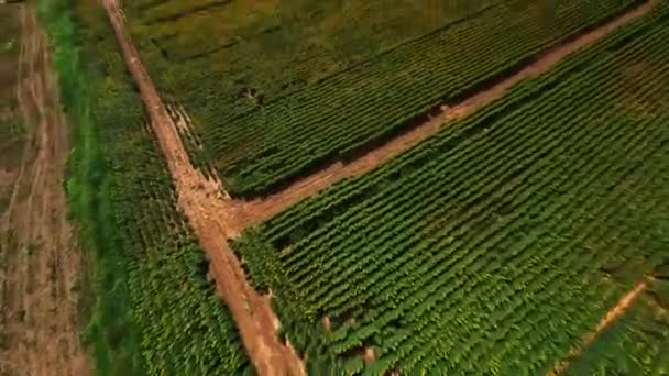 Dinámico Dron Fpv Disparó Sobre Sinfín Campos Con Girasoles Flor — Vídeos de Stock