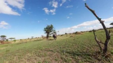 Koşan Bufalo 'nun dinamik fpv görüntüsü yırtıcılardan korkuyor