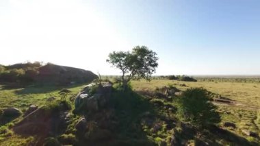 Yağmur mevsiminden sonra kaçan bir bufalo sürüsünün dinamik fpv görüntüsü. 