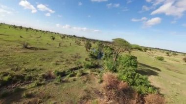 Güneşli bir günde Tanzanya 'da ağaçların yakınından geçen savana nehrinin aşağısında dinamik bir FPV dronu.