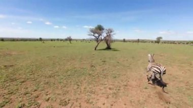 Yağmur mevsiminden sonra çalışan zebra sürüsünün dinamik fpv görüntüsü. 