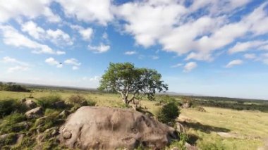 Yağmur mevsiminden sonra kaçan bir bufalo sürüsünün dinamik fpv görüntüsü. 