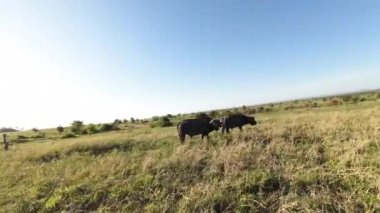 Yağmur mevsiminden sonra çalışan iki Buffalo Burnu 'nun dinamik fpv görüntüsü 
