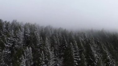 Pyrenees dağlarındaki ormandaki yoğun sislerin üzerindeki hava aracı görüntüsü. Baqueira Bere. Katalonya, İspanya. Yüksek kalite 4k görüntü