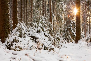 Güzel kış ormanı karla kaplı ağaçlarla