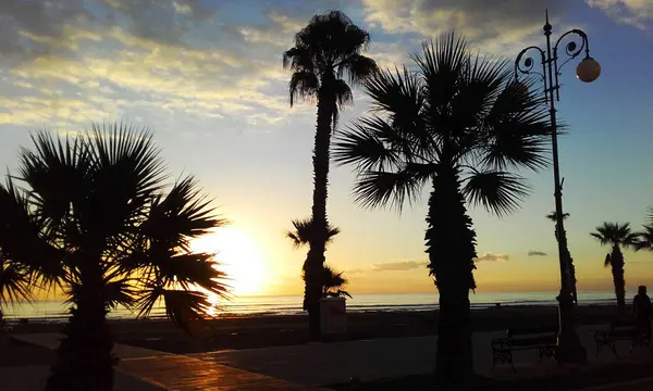 palm tree in the sea. nature, travel