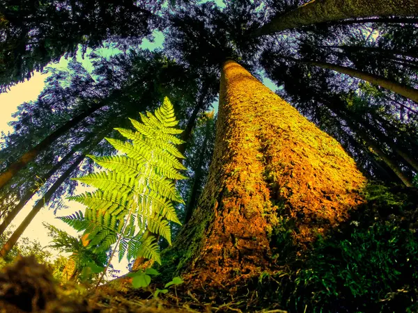 Parktaki ormanın güzel manzarası