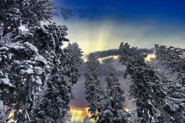 Karla kaplı ağaçlarla kaplı güzel kış manzarası