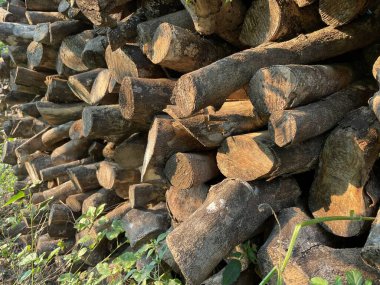 Şömine için portakal ağacı, istiflenmiş tahta kütükler.