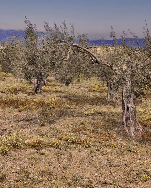 Olivi Provincia Malaga Primavera — Foto Stock