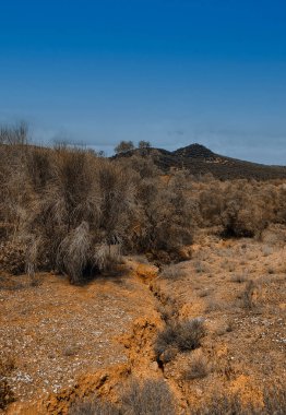 İlkbaharda Cordoba 'da zeytin ağaçları