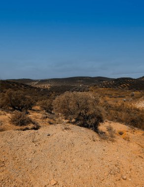 İlkbaharda Cordoba 'da zeytin ağaçları