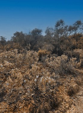 İlkbaharda İspanya 'nın Cordoba eyaletinin çayırlarında çiçekler