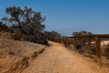 İlkbaharda İspanya 'nın Cordoba eyaletinin çayırlarında çiçekler